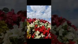 чиройли гуллар