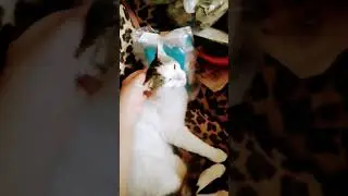 Котик Красавчик