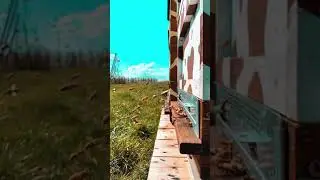 Pčelinji let usporeni snimak - Slow motion shot of a bee flight