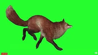 Green screen fox animal walking | Fox | Free green screen | Chroma key