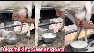 7kg to 8kg milking average per day | High milking pure saanen goats | heavy milking saanen goats