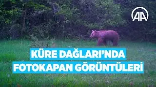 Bugüne kadar Kızıl geyiğin en net görüntüsü elde edildi | Yabani hayvanlar fotokapanla görüntülendi