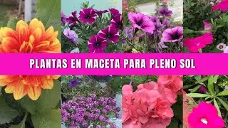 Como TRASPLANTAR plantas en MACETA para PLENO SOL