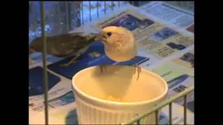 society finches eating corn