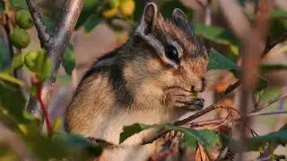 Nat Geo WIld Chipmunk бурундук жрёт шишки ольхи, а пару пищух загорают на закате