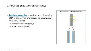 How can DNA replication happen so quickly?