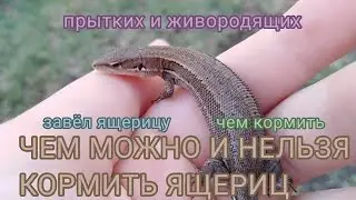 What can and can't you feed lizards?