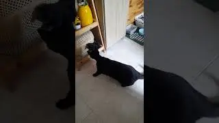 КОШКА ИЗУЧАЕТ ИГРУШКУ