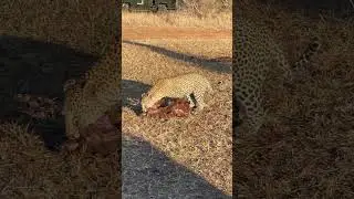 When the tables are turned! 😂 The Stone Drift female steals from a hyena 🤠 #safari #leopard #hyena