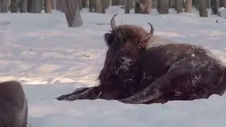 Бизоны