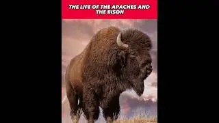 The Bison: A Vital Connection to Apache Culture and Survival #shorts