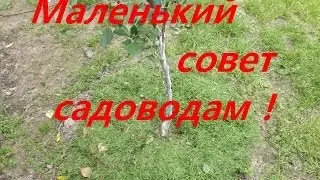 Мульча из газонной травы