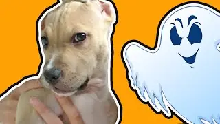 Милый щенок vs Привидение 🐶Пранк над собакой в Хэллоуин