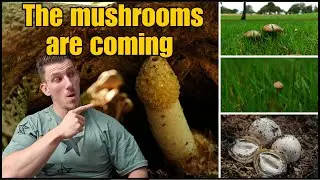 The mushrooms are coming Lets take a walk