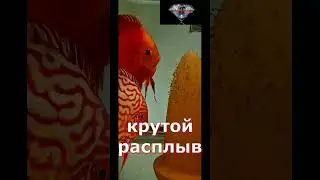 КРУТОЙ РАСПЛЫВ!