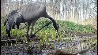 Występują: dzięcioł, żuraw, sójka, kos