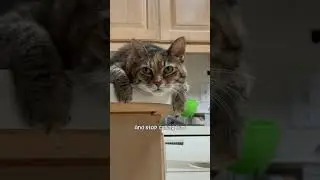 Follow Toozey for more healthy boundary tips!!! #catlife #tabbycat