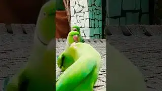 indian Bird Parrot 