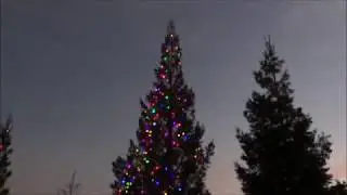 Hanging Christmas Lights on a Tall Tree
