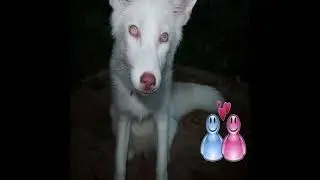 loverystars! - jaydes jazz૮ ˶•~•˶ ა✧˖°w/speedupupupupup