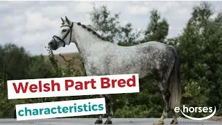 Welsh Part Bred  | characteristics, origin & disciplines