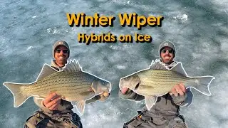 Wiper Ice Fishing | One of My Best Days On the Ice