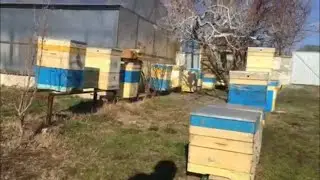 Подснежниковый мед. Активно работают пчелки на лещине, подснежниках и других ранних пыльценосах.
