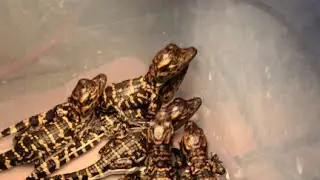 Wild Charles is live! Baby Alligators!