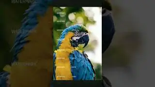 How to Remove Watermark in Photoshop - Tutorial 