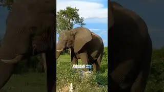 BOTSWANA ELEPHANTS