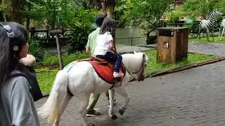 Mini Pony ride