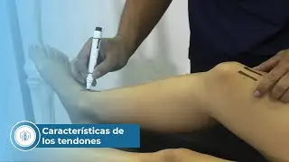 Características de los tendones