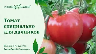 БОЛЬШАЯ МАМОЧКА - набирающий популярность томат от 