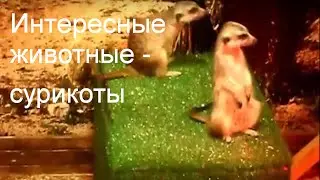 Интересные животные - сурикаты