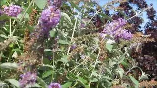 hummingbird hawk moth