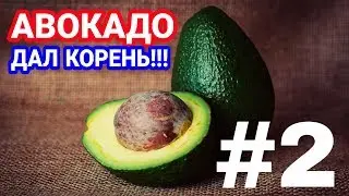 АВОКАДО ДАЛ КОРЕНЬ! КАК ВЫРАСТИТЬ АВОКАДО[#2]! EXO TOP