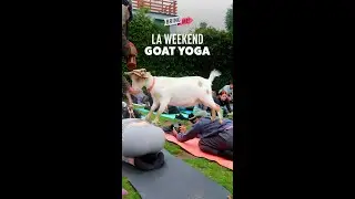 Goat Yoga