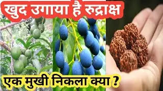 खुद के उगाए रुद्राक्ष कितने मुखी निकले | Home Garden 