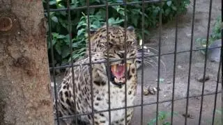 Дальневосточный (амурский) леопард. Шипит на всех.