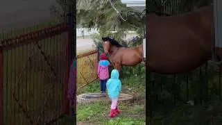 Лошадь была удивлена смелости девочек