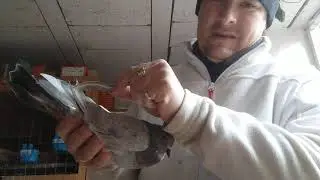 Внимание! Если у голубя сломалось маховое перо, что нужно зделать!