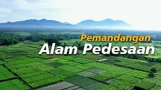 Video Aerial Drone Sawah - Stock Video Footage Drone Aerial