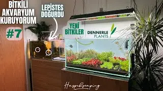 BİTKİLİ AKVARYUM’a YENİ BİTKİLER GELDİ ! #akvaryum #aquarium #bitkiliakvaryum #aquascape
