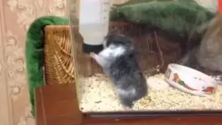 Хомяк под феном