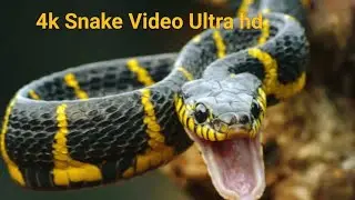 4k Snake Video Ultra hd