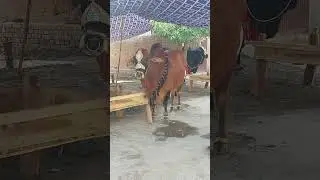 #shorts | #shortsfeed | #shortvideo | Qurbani Kay Janwar | Beautiful Qurbani Janwar