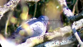 Scope Cam Pigeon Shooting!