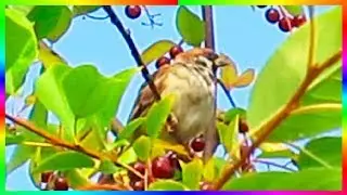 Воробьи на черёмухе Птицы осенью🐦🍂
