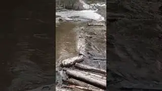 открыли купальный сезон. Рыбалка охота ягдтерьер🦡