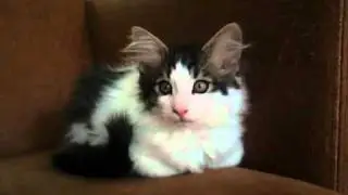 Likeboe 's Charley